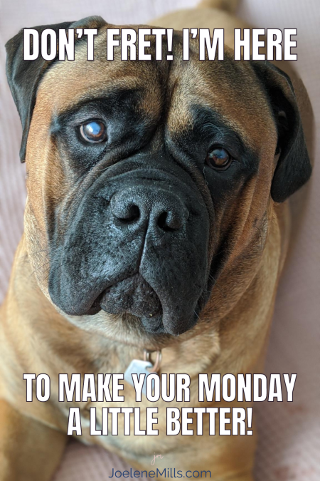 Photo of the worlds bestest boy, a bullmastiff, with the words "don't fret! I'm here to make your monday a little better!"